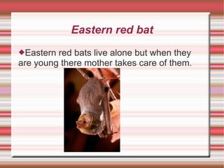 Eastern red bat ,[object Object]