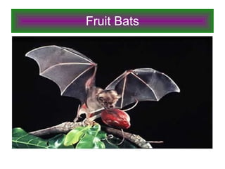 Fruit Bats 