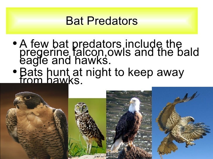 Fruit Bats by Jonathan and Michael Q.