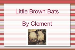 Little Brown Bats By Clement 