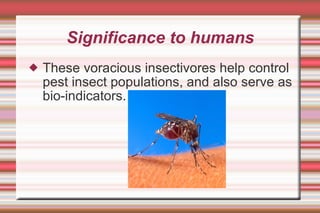 Voracious Insect Bats | PPT
