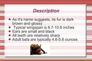 Bats | PPT