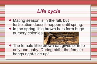 Bats | PPT