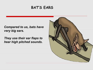 Compared to us, bats have
very big ears.
They use their ear flaps to
hear high pitched sounds.
BAT’S EARS
 