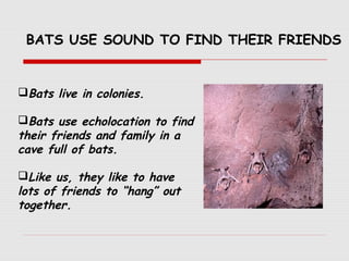 Bats live in colonies.
Bats use echolocation to find
their friends and family in a
cave full of bats.
Like us, they like to have
lots of friends to “hang” out
together.
BATS USE SOUND TO FIND THEIR FRIENDS
 