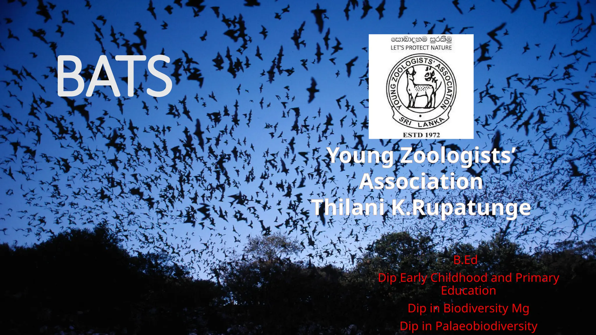 BATS in the wolrd and the basic ecology.pptx