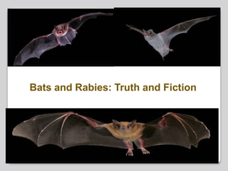Bats and Rabies: Truth and Fiction
 