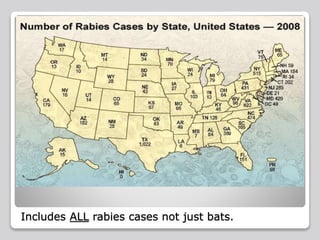 Bats and rabies | PPTX
