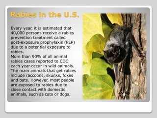 Bats and rabies | PPTX
