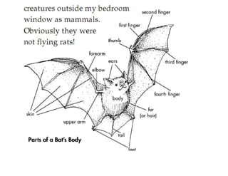 Bats In The Attic(fictional story)
