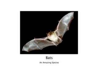 Bats
An Amazing Species
 