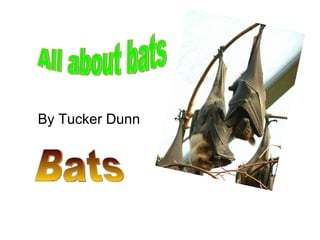 By Tucker Dunn All about bats Bats 