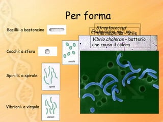 Per forma Bacilli: a bastoncino Cocchi: a sfera Spirilli: a spirale  Vibrioni: a virgola  Escherichia coli:  un batterio che vive nel nostro intestino Streptococcus thermophilus  – utile nella produzione di formaggi Vibrio cholerae  – batterio che causa il colera 