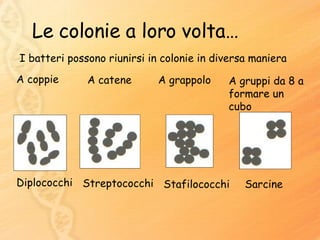 Le colonie a loro volta… I batteri possono riunirsi in colonie in diversa maniera A coppie A catene A grappolo A gruppi da 8 a formare un cubo Diplococchi Streptococchi Stafilococchi Sarcine 