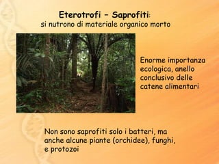 Eterotrofi – Saprofiti :  si nutrono di materiale organico morto Enorme importanza ecologica, anello conclusivo delle catene alimentari Non sono saprofiti solo i batteri, ma anche alcune piante (orchidee), funghi, e protozoi 