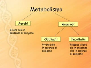 Metabolismo Aerobi Anaerobi Facoltativi Obbligati Vivono solo in presenza di ossigeno Vivono solo in assenza di ossigeno Possono vivere sia in presenza che in assenza di ossigeno 