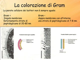 La colorazione di Gram Gram – doppia membrana con all’interno  uno strato di peptidoglicano di 7-8 nm.  La parete cellulare dei batteri non è sempre uguale: Gram + Singola membrana Esternamente strato di peptidoglicano di 20-80 nm 