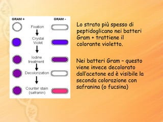 Lo strato più spesso di peptidoglicano nei batteri Gram + trattiene il colorante violetto. Nei batteri Gram – questo viene invece decolorato dall’acetone ed è visibile la seconda colorazione con safranina (o fucsina) 