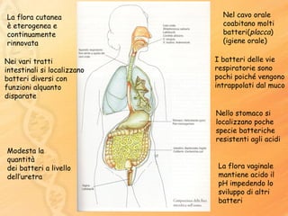 La flora cutanea è eterogenea e continuamente rinnovata  Nel cavo orale coabitano molti batteri( placca ) (igiene orale) Nello stomaco si localizzano poche specie batteriche resistenti agli acidi Modesta la quantità dei batteri a livello dell’uretra La flora vaginale mantiene acido il pH impedendo lo sviluppo di altri batteri Nei vari tratti  intestinali si localizzano batteri diversi con funzioni alquanto disparate  I batteri delle vie respiratorie sono pochi poiché vengono intrappolati dal muco 
