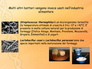 Streptococcus thermophilus  è un microrganismo termofilo (la temperatura ottimale di crescita è fra i 37 e i 42°C. E’ presente in molte colture naturali per la produzione di formaggi (Italico Asiago, Montasio, Provolone, Mozzarella, Gruyere, Emmenthal) e di yogurt.  Lactobacillus casei  e  Lactobacillus paracasei  sono due specie importanti nella maturazione dei formaggi. Molti altri batteri vengono invece usati nell’industria alimentare 