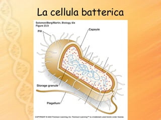 La cellula batterica 