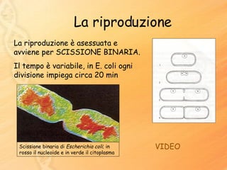 La riproduzione La riproduzione è asessuata e avviene per SCISSIONE BINARIA. Il tempo è variabile, in E. coli ogni divisione impiega circa 20 min VIDEO Scissione binaria di  Escherichia coli ; in rosso il nucleoide e in verde il citoplasma 