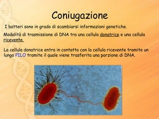 Coniugazione I batteri sono in grado di scambiarsi informazioni genetiche.   La cellula donatrice entra in contatto con la cellula ricevente tramite un lungo  PILO  tramite il quale viene trasferita una porzione di DNA. Modalità di trasmissione di DNA tra una cellula  donatrice  e una cellula  ricevente. 