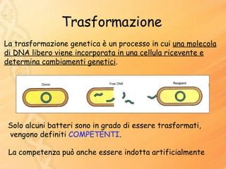 Trasformazione La trasformazione genetica è un processo in cui  una molecola di DNA libero viene incorporata in una cellula ricevente e determina cambiamenti genetici . Solo alcuni batteri sono in grado di essere trasformati,  vengono definiti  COMPETENTI . La competenza può anche essere indotta artificialmente 