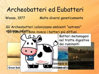 Archeobatteri ed Eubatteri Woese, 1977 Molto diversi geneticamente Gli Archeobatteri colonizzano ambienti “estremi” abbiamo infatti: Gli Eubatteri sono invece i batteri più diffusi. Vediamone qualche esempio e come possono essere classificati… Batteri Alofili Great Salt Lake, Utah, USA Batteri termoacidofili Sorgenti calde sottomarine Batteri metanogeni nel tratto digestivo dei ruminanti 