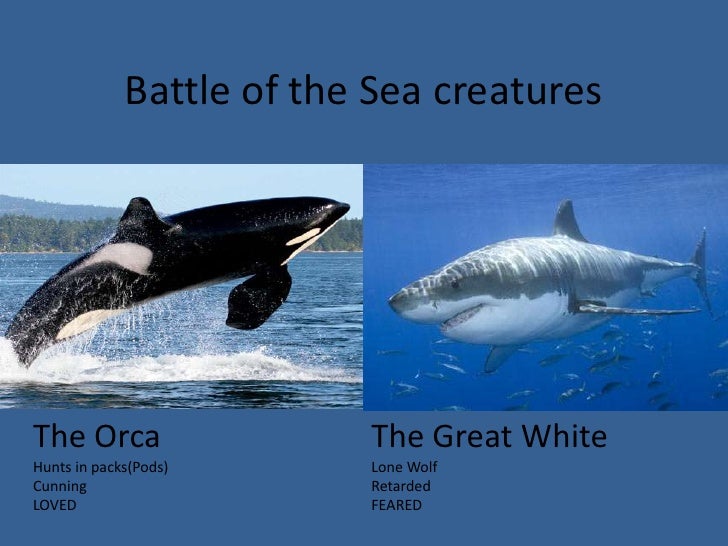 Battle of the Sea Creatures.ppt by Alex