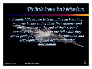 The little brown bat's behaviour.  Female little brown bats usually reach mating maturity by the end of their first summer and males mature at the end of their second summer. The bats mate in the fall while they are in peak physical condition. Fertilization and development do not begin until after hibernation . 