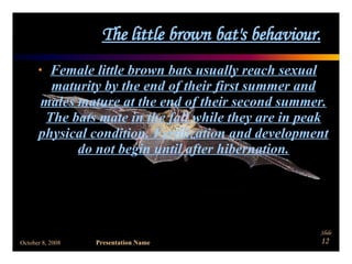 The little brown bat's behaviour. Female little brown bats usually reach sexual maturity by the end of their first summer and males mature at the end of their second summer. The bats mate in the fall while they are in peak physical condition. Fertilization and development do not begin until after hibernation. 