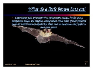 What do a little brown bats eat? Little brown bats are insectivores, eating moths, wasps, beetles, gnats, mosquitoes, midges and mayflies, among others. Since many of their preferred meals are insects with an aquatic life stage, such as mosquitoes, they prefer to roost near water.  