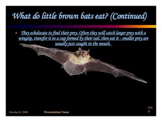 What do little brown bats eat? (Continued)   They echolocate to find their prey. Often they will catch larger prey with a wingtip, transfer it to a cup formed by their tail, then eat it - smaller prey are usually just caught in the mouth.  