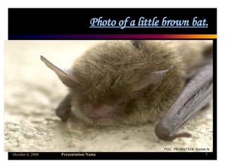 Photo of a little brown bat. 