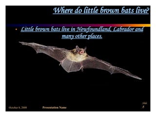 Where do little brown bats live? Little brown bats live in Newfoundland, Labrador and many other places. 