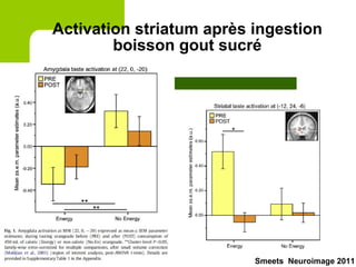 Activation striatum après ingestion boisson gout sucré Smeets  Neuroimage 2011 