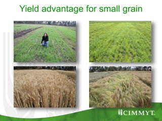 Yield advantage for small grain
 