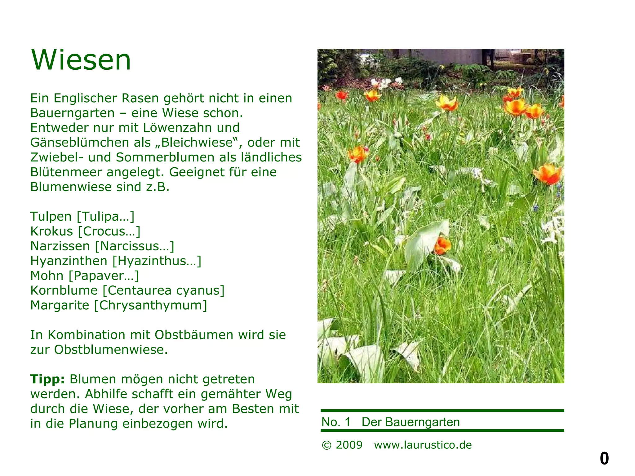 Wiesen Ein Englischer Rasen gehört nicht in einen Bauerngarten – eine Wiese schon. Entweder nur mit Löwenzahn und Gänseblümchen als „Bleichwiese“, oder mit Zwiebel- und Sommerblumen als ländliches Blütenmeer angelegt. Geeignet für eine Blumenwiese sind z.B. Tulpen [Tulipa…] Krokus [Crocus…] Narzissen [Narcissus…] Hyanzinthen [Hyazinthus…] Mohn [Papaver…] Kornblume [Centaurea cyanus] Margarite [Chrysanthymum] In Kombination mit Obstbäumen wird sie zur Obstblumenwiese.  Tipp:  Blumen mögen nicht getreten werden. Abhilfe schafft ein gemähter Weg durch die Wiese, der vorher am Besten mit in die Planung einbezogen wird. 