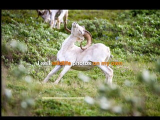 I sell wildlife photos on my own
"https://www.ﬂickr.com/photos/57557144@N06/7980888410/">DenaliNPS</a> via <a
 