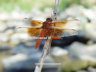 Because of these..
"https://www.ﬂickr.com/photos/78425154@N00/4374704132/">Franco Folini</a> via <a
 