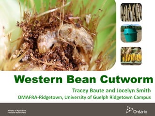 Western Bean Cutworm
Tracey Baute and Jocelyn Smith
OMAFRA-Ridgetown, University of Guelph Ridgetown Campus
 