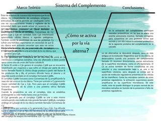 MarcoTeórico Conclusiones
¿Cómo se activa
por la vía
alterna?
Sistema del Complemento
Ésta vía se activa de manera más temprana que la vía
clásica. Es independiente de complejos antígeno-
anticuerpo, lo cual le permite ser catalogada como
una vía intrínsecamente innata y vigilante de la
inmunidad dado que puede actuar en ausencia de
inmunoglobulinas. Intervienen en ella las proteínas
C3, factor B, factor D y properdina.
La vía clásica involucra un paso llamado de
amplificación, donde el complejo 'Convertasa de C3'
genera C3a y C3b en cantidad. Este C3b interectuará
opsonizando células blanco o agentes patógenos.
También existe la posibilidad de que las proteínas C3
sufran una hidrólisis espontánea sin necesidad de que la
vía clásica esté activada (recordar que esta vía actúa
independientemente de la presencia de complejos
antígeno-anticuerpo).
Por lo tanto la activación puede ser mediante dos mecanismos:
• Activación secundaria a la actividad de la vía clásica, que
genera C3a y C3b.
• Por hidrólisis espontánea de C3 que forma C3a y C3b.El C3b generado por cualquiera de las dos vías, se unirá en la
membrana a antígenos extraños. Una vez afianzado a éstos puede
servir como sitio de unión del Factor soluble B.
El factor B unido a C3b genera el complejo C3bB que se encuentra
estabilizado por magnesio y que sufre un clivaje por parte de otro
factor llamado Factor D. Dicho clivaje produce a partir del factor B
los productos Ba y Bb, el primero difunde hacia el plasma y el
segundo queda anclado en el complejo formando C3bBb.
El complejo C3bBb funciona como Convertasa de C3 amplificando la
reacción tal como en la vía clásica. Tiene por sustrato a C3 generando
mayor cantidad de C3a y C3b. Pero para que el complejo C3bBb
funcione requiere de la unión a una proteína sérica llamada
Properdina.
Cuando la properdina se une al complejo, éste se estabiliza
prolongando su vida media hasta unos 30 minutos.
El C3b generado por el complejo C3bBb se une a este mismo
constituyendo una molécula más grande llamada C3bBb3b, complejo
análogo al C4b2a3b de la vía clásica también llamada 'Convertasa de
C5'
C3bBb3b toma por sustrato a C5 generando C5a y C5b. C5a difunde
hacia el plasma y C5b se fija a la membrana de la célula blanco para
continuar con el desenlace común a todas las vías con la formación
del complejo de ataque a la membrana. (C6 - C7 - C8 - C9).
Referencias:
http://resumendeinmunologia.blogspot.com/2011/07/sistema-del-complemento-via-
alterna.html
Abul K. Abbas, A. H. (2015). Inmunología celular y molecular. Barcelona, España: Elsevier.
En la activación del complemento participan
cascadas proteolíticas, en las que se altera una
enzima precursora inactiva, llamada cimógeno,
para convertirse en una proteasa activa que
escinde y con ello induce la actividad proteolítica
de la siguiente proteína del complemento en la
cascada.
La vía alternativa se descubrió después, pero es más
antigua en la evolución filogenética que la vía clásica, se
desencadena cuando una proteína del complemento
llamada C3 reconoce directamente ciertas estructuras
de la superficie microbiana, como el LPS bacteriano. El
C3 se activa también de forma constitutiva en una
solución a una concentración baja y se une a las
superficies celulares, pero después se inhibe por la
acción de moléculas reguladoras presentes en las células
de los mamíferos. Como los microbios carecen de estas
proteínas reguladoras, la activación espontánea puede
amplificarse en las superficies microbianas. De este
modo, esta vía puede distinguir lo propio normal de los
microbios extraños en función de la presencia o falta de
proteínas reguladoras.
 