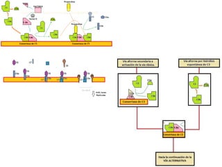 V de Gowin   sistema del complemento