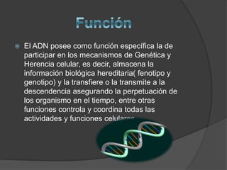   Función El ADN posee como función específica la de participar en los mecanismos de Genética y Herencia celular, es decir, almacena la información biológica hereditaria( fenotipo y genotipo) y la transfiere o la transmite a la descendencia asegurando la perpetuación de los organismo en el tiempo, entre otras funciones controla y coordina todas las actividades y funciones celulares 