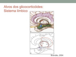 Alvos dos glicocorticóides:
Sistema límbico
Brandão, 2004
 