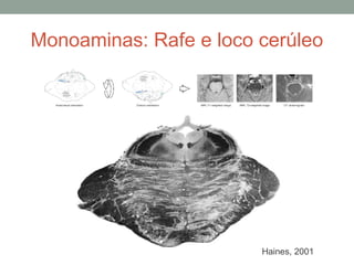 Monoaminas: Rafe e loco cerúleo
Haines, 2001
 