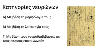 Κατηγορίες νευρώνων
Α) Με βάση τη μορφολογία τους
Β) Με βάση τη λειτουργία τους
Γ) Με βάση τους νευροδιαβιβαστές με
τους οποιους επικοινωνούν
 