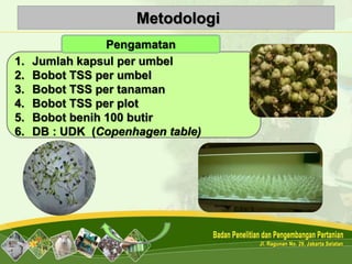 Metodologi
1. Jumlah kapsul per umbel
2. Bobot TSS per umbel
3. Bobot TSS per tanaman
4. Bobot TSS per plot
5. Bobot benih 100 butir
6. DB : UDK (Copenhagen table)
Pengamatan
 