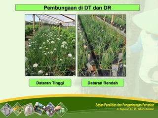 Pembungaan di DT dan DR
Dataran Tinggi Dataran Rendah
 